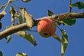 Ripe red apple on a branch Royalty Free Stock Photo
