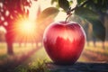 Ripe red apple close-up with sun rays and apple orchard in the background Royalty Free Stock Photo