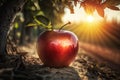 Ripe red apple close-up with sun rays and apple orchard in the background Royalty Free Stock Photo