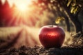 Ripe red apple close-up with sun rays and apple orchard in the background Royalty Free Stock Photo