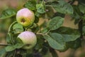 Ripe red apple close-up with sun rays and apple orchard in the background frame ripe red apples on a tree. It\'s Royalty Free Stock Photo