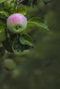 Ripe red apple close-up with sun rays and apple orchard. Rural garden frame ripe red apples on a tree. It\'s Royalty Free Stock Photo