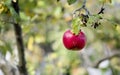 Ripe red apple close up in sunny day. Selective focus on red apple grow on a branch. Defocused background Royalty Free Stock Photo