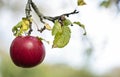 Ripe red apple close up in sunny day. Selective focus on red apple grow on a branch. Defocused background Royalty Free Stock Photo