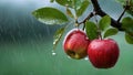 Ripe red apple fruit on tree branch in organic orchard in rain Royalty Free Stock Photo