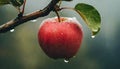 Ripe red apple fruit on tree branch in organic orchard in rain Royalty Free Stock Photo