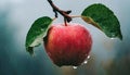 Ripe red apple fruit on tree branch in organic orchard in rain Royalty Free Stock Photo