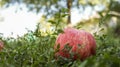Ripe red apple on the grass Royalty Free Stock Photo
