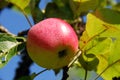 Ripe red apple growing on a tree Royalty Free Stock Photo