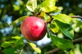 Ripe red apple growing on tree Royalty Free Stock Photo