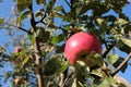 Ripe red apple on a tree branch against blue sky. Autumn fruit harvest season Royalty Free Stock Photo