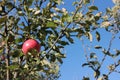 Ripe red apple on a tree branch against blue sky. Autumn fruit harvest season Royalty Free Stock Photo