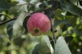 Ripe red apple on the tree. Harvesting season. Healthy foods from nature Royalty Free Stock Photo