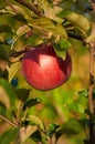 Ripe red apple on the trree Royalty Free Stock Photo