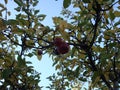 Ripe red apple on a yellow spot on a tree branch