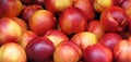 Ripe red apples Royalty Free Stock Photo