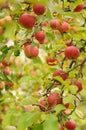 Ripe red apples Royalty Free Stock Photo