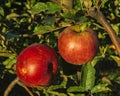 Ripe red apples are affected by scab Royalty Free Stock Photo