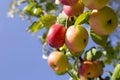 Ripe red apples on an apple tree branch on a sunny summer day against a blue sky. Fruit growing Royalty Free Stock Photo