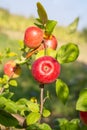 Ripe red apples on an apple tree branch on a sunny summer day, close-up Royalty Free Stock Photo