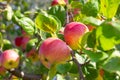 Ripe red apples on an apple tree branch on a sunny summer day, Royalty Free Stock Photo