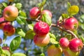 Ripe red apples on an apple tree branch on a sunny summer day. Rich harvest of fruits in the garden Royalty Free Stock Photo