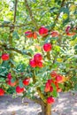 Ripe red apples on apple tree in garden. Summer harvest apples Royalty Free Stock Photo