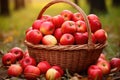 Ripe red apples in a basket on a wooden table in the garden, A basket filled with fresh, hand-picked apples, AI Generated Royalty Free Stock Photo