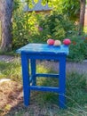 Ripe red apples on a blue chair in the garden under a tree Royalty Free Stock Photo