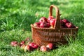 Ripe red apples in braiding basket in garden