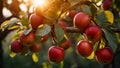 ripe red apples on a branch in the garden organic flavour farming