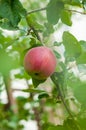 Ripe red apples on branches an apple tree in garden are ready for harvest. Royalty Free Stock Photo