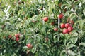 Ripe red apples on branches of apple tree in garden are ready for harvest Royalty Free Stock Photo