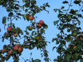 Ripe red apples on branches apple trees with blue sky background in Chelyabinsk