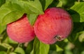 Ripe red apples close-up hanging on an Apple branch Royalty Free Stock Photo