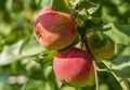 Ripe red apples close-up hanging on an Apple branch Royalty Free Stock Photo