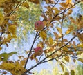 Ripe red apples close-up hanging on the branches of an Apple tree in the autumn on the background of yellowed leaves and blue sky, Royalty Free Stock Photo