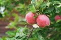 Ripe red apples, ripe fruit on tree close-up, harvesting in autumn, green foliage. Royalty Free Stock Photo