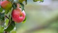 Ripe red apples in the garden on a tree with blurred background, copy space Royalty Free Stock Photo