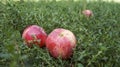 Ripe red apples on the grass Royalty Free Stock Photo