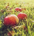 Ripe red apples in green grass Royalty Free Stock Photo