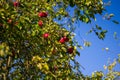 Ripe red apples on a green tree branch against a blue sky. Ripe delicious apples hang on the Apple tree Royalty Free Stock Photo