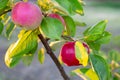 Ripe red apples grow on an apple tree branch in an orchard. Growing healthy sweet fruits Royalty Free Stock Photo