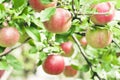 Ripe red apples grow on an apple tree in the garden Royalty Free Stock Photo