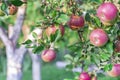 Ripe red apples grow on an apple tree in the garden Royalty Free Stock Photo