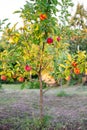 Ripe red apples grow on a young apple tree in an orchard. Growing healthy sweet fruits Royalty Free Stock Photo