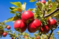 Ripe red apples growing on tree with blue sky in background Royalty Free Stock Photo