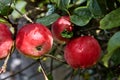 The ripe red apples hang on branch of an apple tree Royalty Free Stock Photo