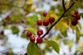 Ripe red apples hang on a branch. Wild apple tree. Autumn background for wallpaper