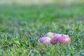 Ripe red apples lying in the green grass in the apple orchard Royalty Free Stock Photo